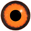 Bird eyes 185