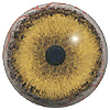Special Offer - Mammal Eyes multicolured with white banding