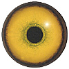 Tiger Eyes. A multicoloured eye with a round pupil in a concave/convex shape and an accurately painted iris.