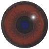 Special Offer - Dog Eyes. A multicoloured eye with a round pupil in a concave/convex shape and an accurately painted iris. Special Offer - Dog Eyes. A multicoloured eye with a round pupil in a concave/convex shape and an accurately painted iris.