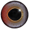 Special Offer - Rainbow Trout Eye - Multicolour Special Offer - Rainbow Trout Eye - Multicolour