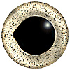 Special Offer - Silver Fish Eye. European style multicolour fish eyes on wire made by hand from crystal glass and painted and fired for a permanent finish. Special Offer - Silver Fish Eye. European style multicolour fish eyes on wire made by hand from crystal glass and painted and fired for a permanent finish.