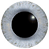 Special Offer Blue/Grey Multicolour Bird Eyes. This glass eye on wire has a multi-colour iris with a black pupil. Ideal for stickmaking and Decoy carving. Special Offer Blue/Grey Multicolour Bird Eyes. This glass eye on wire has a multi-colour iris with a black pupil. Ideal for stickmaking and Decoy carving.