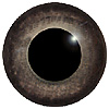Special Offer Black Kite Bird Eyes. This glass eye on wire has a multi-colour iris with a black pupil. Ideal for stickmaking and Decoy carving. Special Offer Black Kite Bird Eyes. This glass eye on wire has a multi-colour iris with a black pupil. Ideal for stickmaking and Decoy carving.