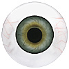 Human or Doll eyes. A great mannequin eye that can double as a human eye if required. The eye is quite fragile but can be back filled for stability. Human or Doll eyes. A great mannequin eye that can double as a human eye if required. The eye is quite fragile but can be back filled for stability.