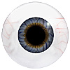 Human or Doll eyes. A great mannequin eye that can double as a human eye if required. The eye is quite fragile but can be back filled for stability. Human or Doll eyes. A great mannequin eye that can double as a human eye if required. The eye is quite fragile but can be back filled for stability.