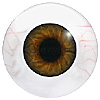 Human or Doll eyes. A great mannequin eye that can double as a human eye if required. The eye is quite fragile but can be back filled for stability. Human or Doll eyes. A great mannequin eye that can double as a human eye if required. The eye is quite fragile but can be back filled for stability.