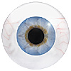 Human or Doll eyes. A great mannequin eye that can double as a human eye if required. The eye is quite fragile but can be back filled for stability. Human or Doll eyes. A great mannequin eye that can double as a human eye if required. The eye is quite fragile but can be back filled for stability.