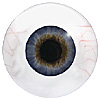 Human or Doll eyes. A great mannequin eye that can double as a human eye if required. The eye is quite fragile but can be back filled for stability. Human or Doll eyes. A great mannequin eye that can double as a human eye if required. The eye is quite fragile but can be back filled for stability.