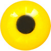 EM11-07 Golden Yellow Acrylic eyes. This revolution in bird eye technology was created by award winning taxidermist Erling Merch. Created in crystal clear acrylic  this natural looking eye has an accurately blended iris and a beautifully feathered pupil set at the correct depth to give the most natural all round look.