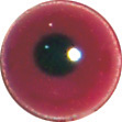 LAST CHANCE TO BUY - LIMITED STOCK Red Coot/Moorhen eyes. This revolution in bird eye technology was created by award winning taxidermist Erling Morch. Created in crystal clear acrylic  this natural looking eye has an accurately blended iris and a beautifully feathered pupil set at the correct depth to give the most natural all round look.
