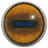 Goat or Sheep Eyes with white banding