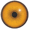 Tiger Eyes. A multicoloured eye with a round pupil in a concave/convex shape and an accurately painted iris. Tiger Eyes. A multicoloured eye with a round pupil in a concave/convex shape and an accurately painted iris.