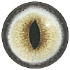 Pale Cat Eye. A premium grade Fox/Cat eye with a slit pupil. An excelllent exhibition quality eye.