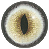 Pale Cat Eye. A premium grade Fox/Cat eye with a slit pupil. An excelllent exhibition quality eye. Pale Cat Eye. A premium grade Fox/Cat eye with a slit pupil. An excelllent exhibition quality eye.