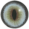 Special Offer - Blue Cat Eye. A premium grade Fox/Cat eye with a slit pupil. An excellent exhibition quality eye. Special Offer - Blue Cat Eye. A premium grade Fox/Cat eye with a slit pupil. An excellent exhibition quality eye.