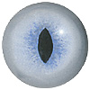 Blue Cat Eye. A premium grade Fox/Cat eye with a slit pupil. An excelllent exhibition quality eye.