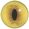 Lynx Bobcat Cat Eye. A premium grade Fox/Cat eye with a slit pupil. An excelllent exhibition quality eye. Lynx Bobcat Cat Eye. A premium grade Fox/Cat eye with a slit pupil. An excelllent exhibition quality eye.
