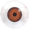 Multicoloured Mannequin with veins. Hand painted mannequin eyes with a multicolour iris.