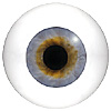 Human or Doll eyes. A great mannequin eye that can double as a human eye if required. The eye is quite fragile but can be back filled for stability. Human or Doll eyes. A great mannequin eye that can double as a human eye if required. The eye is quite fragile but can be back filled for stability.