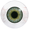 LAST CHANCE TO BUY - LIMITED STOCK  Human or Doll eyes. A great mannequin eye that can double as a human eye if required. 