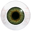 Human or Doll eyes. A great mannequin eye that can double as a human eye if required. The eye is quite fragile but can be back filled for stability. Human or Doll eyes. A great mannequin eye that can double as a human eye if required. The eye is quite fragile but can be back filled for stability.
