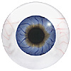 Human or Doll eyes. A great mannequin eye that can double as a human eye if required. The eye is quite fragile but can be back filled for stability. Human or Doll eyes. A great mannequin eye that can double as a human eye if required. The eye is quite fragile but can be back filled for stability.
