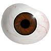 Mouth blown Mannequin Human or Doll eyes with prosthetic shells with veins. Ideal for Film and TV use.