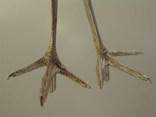 With a tarsus measurement of approximately 45mm these feet can be used for a variety of birds including Golden Plover and Lapwing
