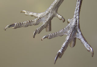 With a tarsus measurement of approximately 45mm these feet can be used for a variety of birds including most Partridge