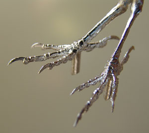 With a tarsus measurement of approximately 19mm these feet can be used for a variety of birds including Hawfinch and large Finches of the passerine family