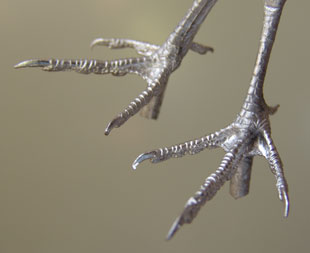 With a tarsus measurement of approximately 36mm these feet can be used for a variety of birds including Grey Partridge