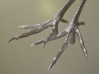 LAST CHANCE TO BUY - LIMITED STOCK - With a tarsus measurement of approximately 49mm these feet can be used for a variety of birds including Bittern and Small Herons of the Butorides family