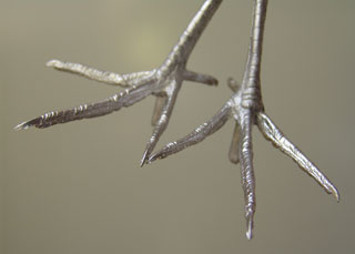 With a tarsus measurement of approximately 55mm these feet can be used for a variety of birds including Bittern and Small Herons of the Butorides family