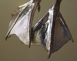 With a tarsus measurement of approximately 20mm these feet can be used for a variety of birds including Puffin and Teal