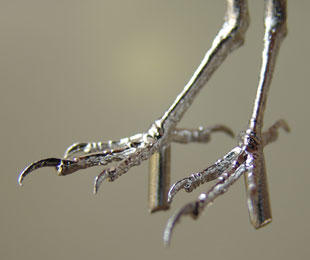 With a tarsus measurement of approximately 18mm these feet can be used for a variety of birds including Wrens, Robin, Redstart, Wagtail, Pippets, Bunting, Stonechat, Wheatear, Whinchat and Larks