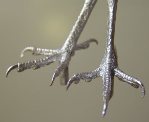 Kestrel and Sparrowhawk Pewter Bird Feet