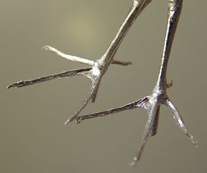 With a tarsus measurement of approximately 29mm these feet can be used for a variety of birds including Ruff and Knott