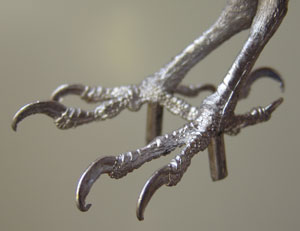 With a tarsus measurement of approximately 24mm these feet can be used for a variety of Woodpeckers in the classification Picus including Green Woodpecker 