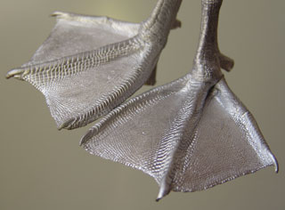 LAST CHANCE TO BUY - LIMITED STOCK - With a tarsus measurement of approximately 38mm these feet can be used for a variety of ducks including Pochard, Wigeon and Tufted Duck