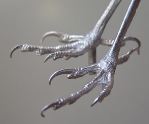 Sparrowhawk Pewter Bird Feet