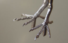 LAST CHANCE TO BUY - LIMITED STOCK - With a tarsus measurement of approximately 21mm these feet can be used for a variety of birds including Turtle Dove