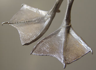 LAST CHANCE TO BUY - LIMITED STOCK - With a tarsus measurement of approximately 42mm these feet can be used for a variety of ducks including Pochard, Wigeon and Tufted Duck