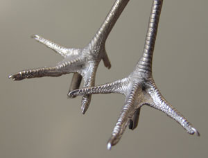 Oyster Catcher Pewter Bird Feet