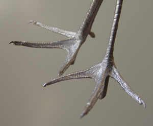 With a tarsus measurement of approximately 58mm these feet can be used for a variety of wading birds including Sandpipers and Yellow legs