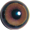 Buzzard Acrylic eyes. This revolution in bird eye technology was created by award winning taxidermist Erling Morch. Created in crystal clear acrylic  this natural looking eye has an accurately blended iris and a beautifully feathered pupil set at the correct depth to give the most natural all round look.