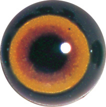 EMHAR-18 Acrylic Hare eyes. This revolution in bird eye technology was created by award winning taxidermist Erling Morch. Created in crystal clear acrylic  this natural looking eye has an accurately blended iris and a beautifully feathered pupil set at the correct depth to give the most natural all round look.