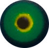 LAST CHANCE TO BUY - LIMITED STOCK Acrylic Shag eyes. This revolution in bird eye technology was created by award winning taxidermist Erling Morch. Created in crystal clear acrylic  this natural looking eye has an accurately blended iris and a beautifully feathered pupil set at the correct depth to give the most natural all round look.